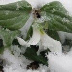 Trillium nivale ശീലം