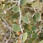 Ziziphus mauritiana Leaf