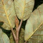 Ficus velutina Hoja