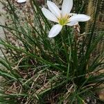 Zephyranthes candida 整株植物