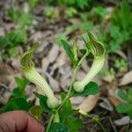 Aristolochia fontanesii 花