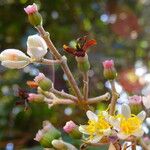 Miconia mirabilis Flor