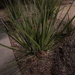 Yucca angustissima Leaf