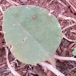 Anredera cordifolia Levél