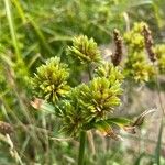 Cyperus eragrostisÇiçek