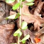 Chaenomeles speciosa পাতা