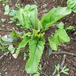 Beta vulgaris ᱛᱟᱦᱮᱸ