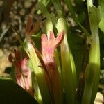 Tapinanthus pentagonia Květ