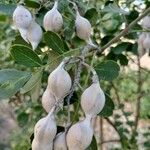 Sophora secundiflora Plod