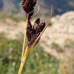 Carex parviflora Fruit