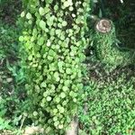 Peperomia rotundifolia Агульны выгляд