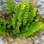 Asplenium marinum Leaf