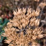 Caryopteris clandonensis Fruit