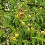 Prunus rivularis Egyéb