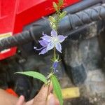 Campanula americanaFlower