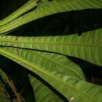 Grias cauliflora Leaf