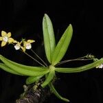 Thrixspermum merguense Flower