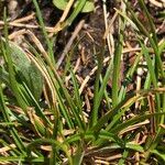 Carex pyrenaica Foglia