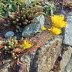 Petrosedum montanum Blüte