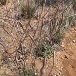 Eriogonum inflatum Лист