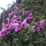 Rhododendron saluenense Flower