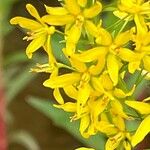 Lysimachia terrestris Květ