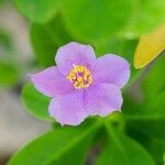 Talinum fruticosum Flor