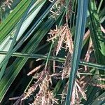 Cyperus longus Flower