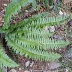 Polystichum lonchitis 葉