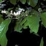 Parrotia persica फूल