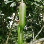 Kigelia africana Meyve