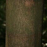 Eperua falcata Bark