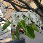 Pyrus calleryana Hoja