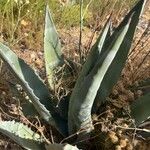 Agave asperrima Leaf