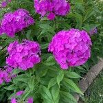 Phlox paniculataപുഷ്പം