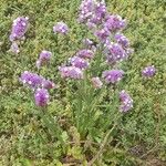 Limonium sinuatum Habit