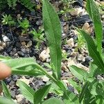 Camelina sativa Leaf