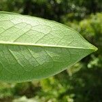 Chionanthus broomeanus Feuille