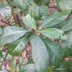Psychotria carthagenensis Hoja