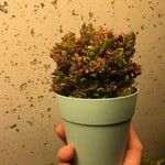 Crassula ovataЛист