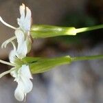 Silene saxifraga Hábitos