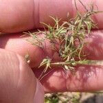 Poa bulbosa Fula