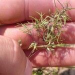 Poa bulbosa Flower