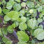 Plectranthus verticillatus Leaf