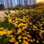 Euryops chrysanthemoides Floare