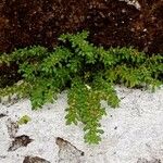 Pilea microphylla برگ