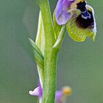 Ophrys tenthredinifera Цвят