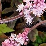 Tiarella cordifolia Цветок
