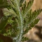 Caucalis platycarpos Likasa