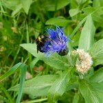 Centaurea triumfettiiFlor